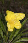 Bigfruit evening primrose